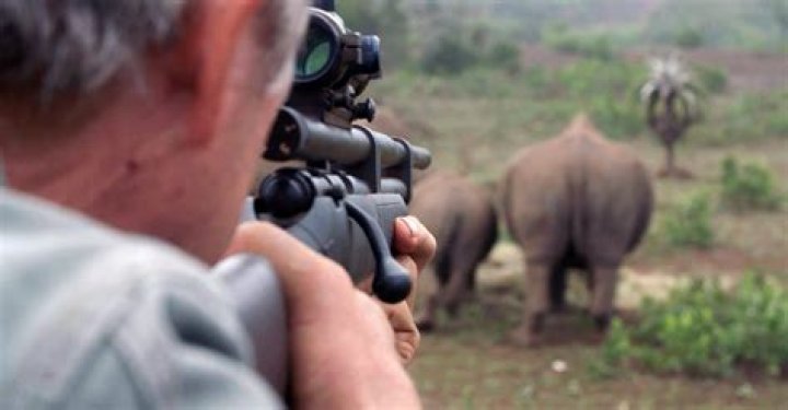 Can a tranquilizer dart kill an animal?