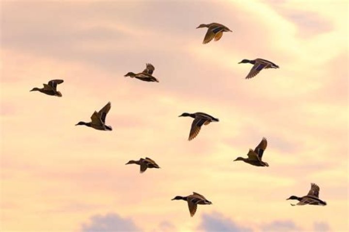 Can ducks fly long distances?