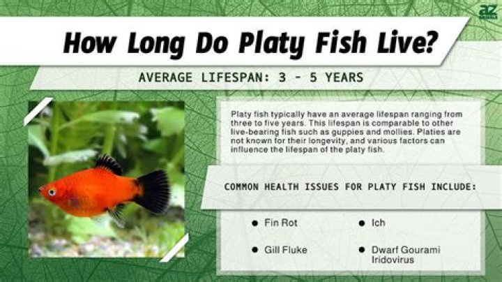 Can fish live for 5 years?
