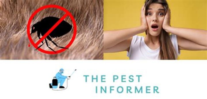 Can rat fleas live on humans?