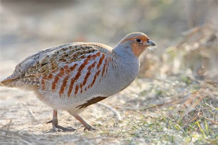 Do partridges have wings?