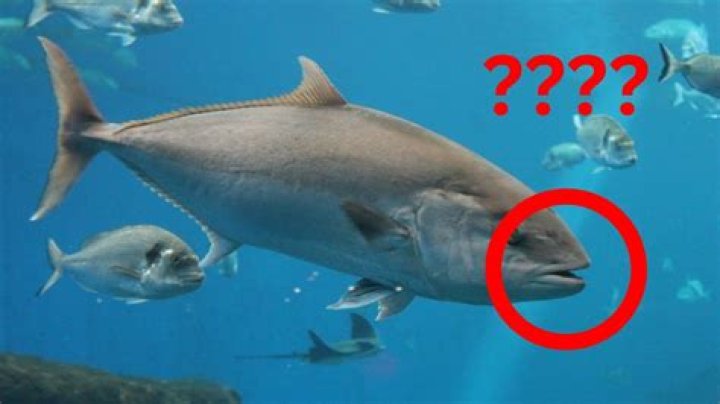 Do some fish have nostrils?