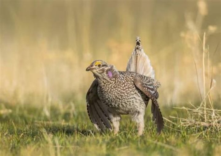 How can you tell a male grouse from a female?