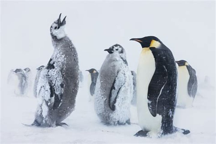 How did penguins change over time?
