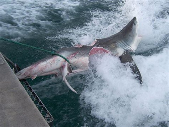 How do Beaches keep sharks away?