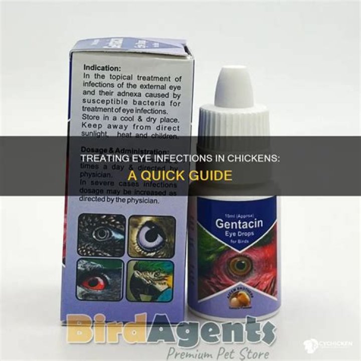 How do you treat an eye infection in birds?