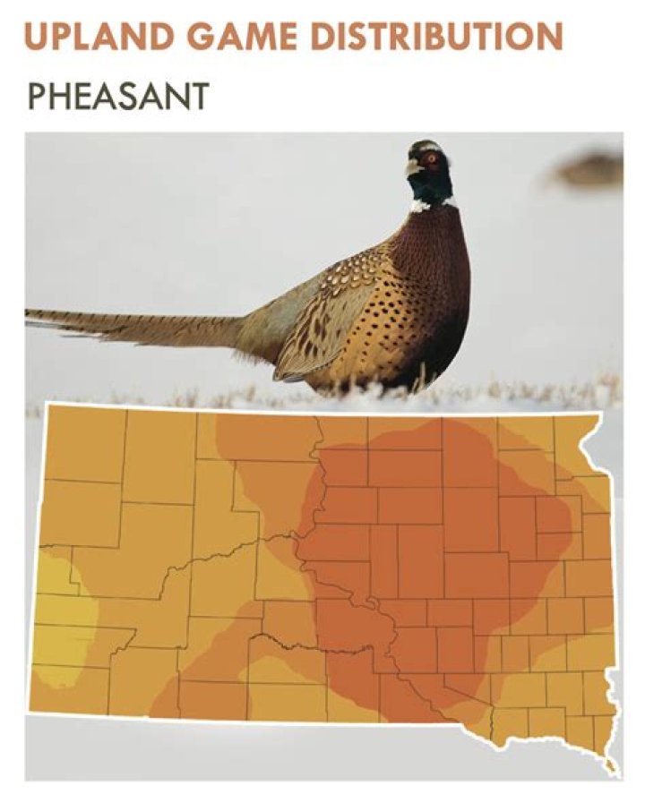How long is the pheasant season in South Dakota?