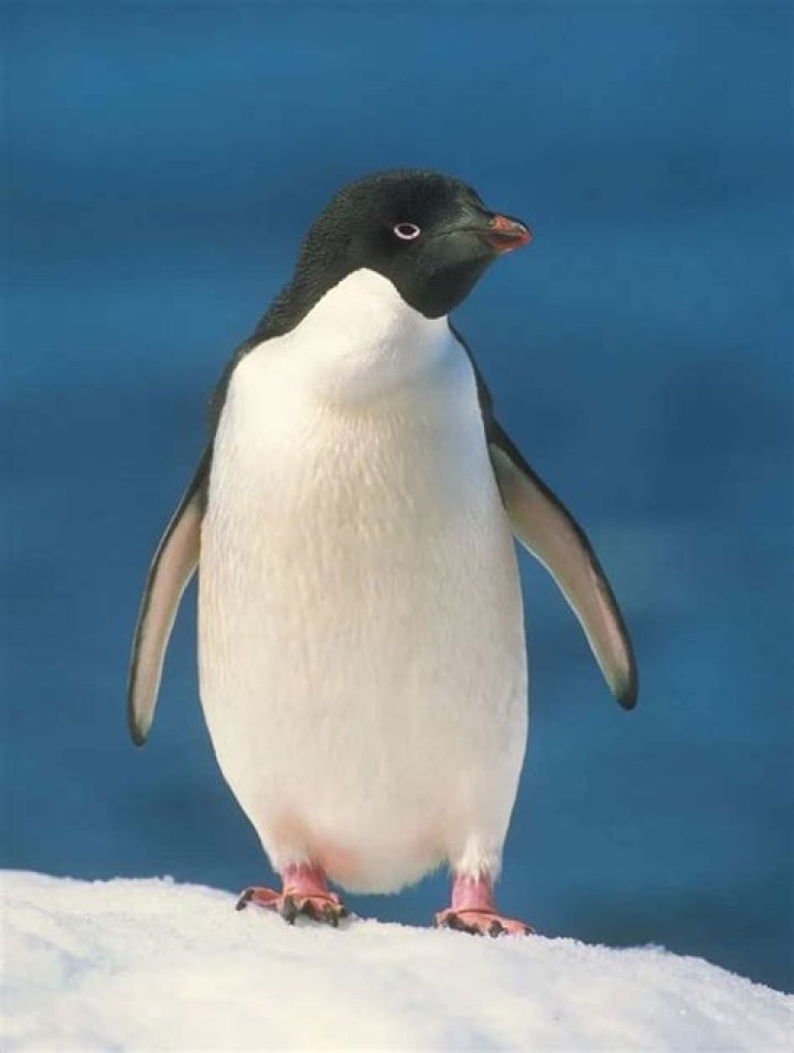 Is a penguin a amphibian yes or no?