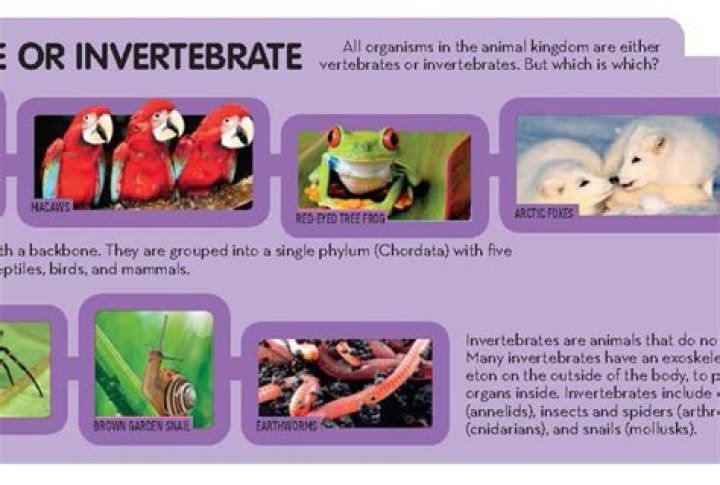 Is a penguin a vertebrate or invertebrate?