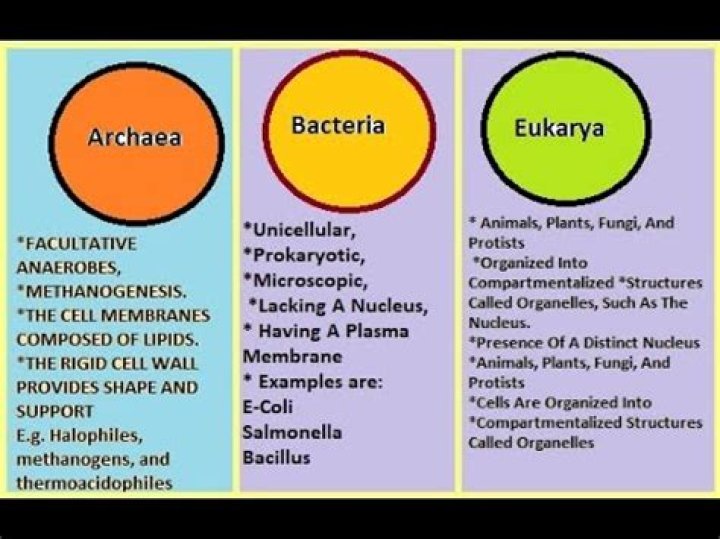 What are 3 ways archaea are different from bacteria?