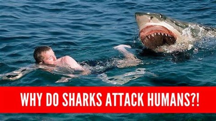 What bad things do humans do to sharks?