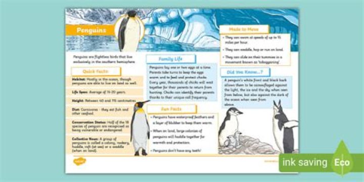 What do penguins look for in a mate?