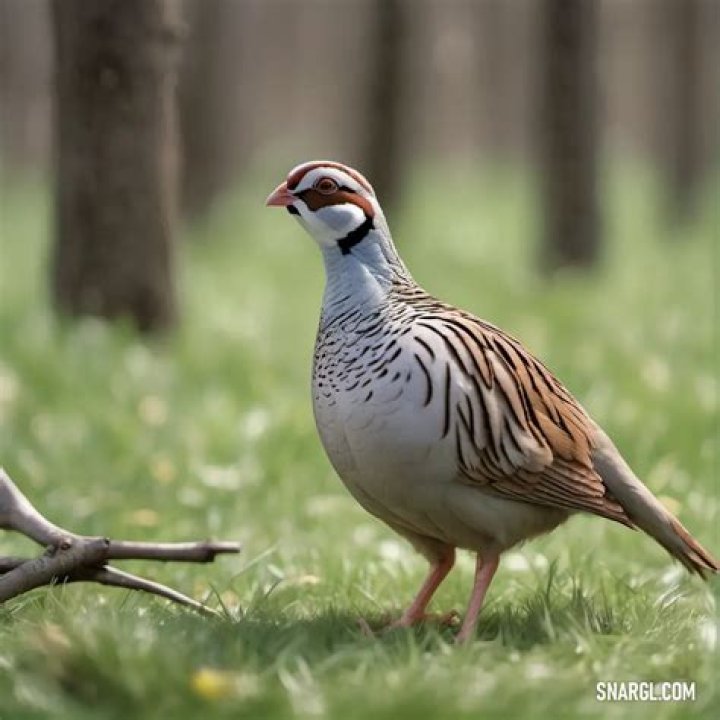 What does a partridge stand for?