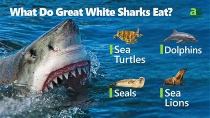 What does the shark eat?
