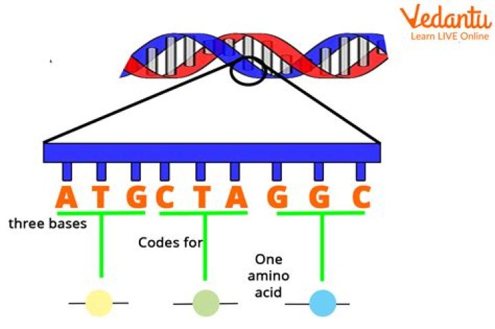 What is DNA code?