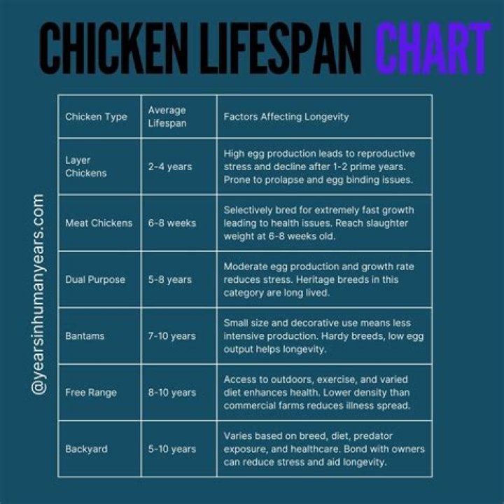 What is the life span of chicken?