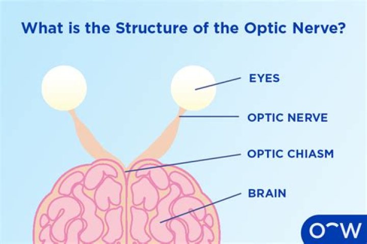 What is the optic nerve and its function?