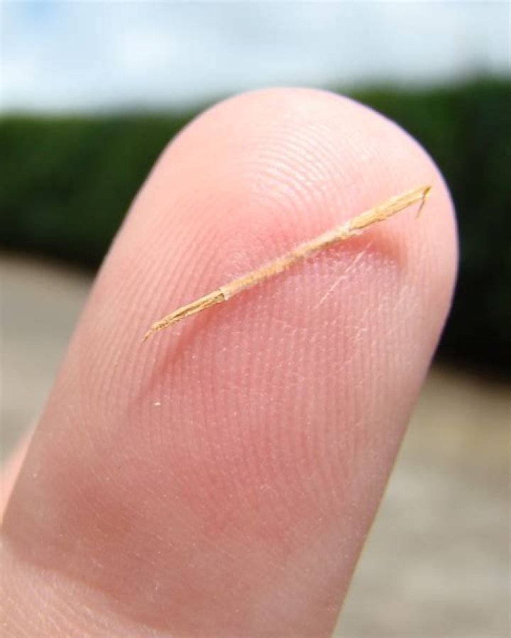 What splinter means?