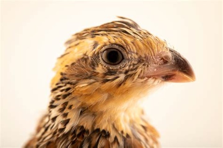 Why are masked bobwhite endangered?