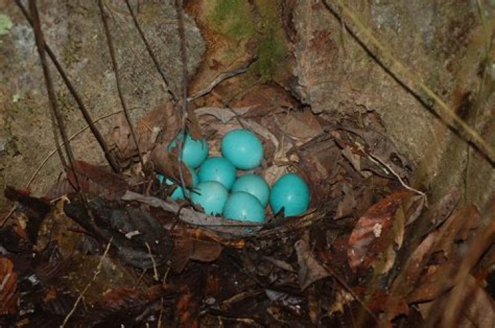 Why are tinamou eggs colorful?