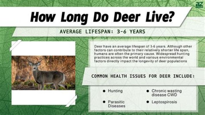 Why do deer live in the forest?